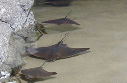Aquarium of the Bay San Francisco