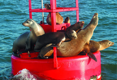 San Diego Harbor Cruise & Sea Lion Adventure