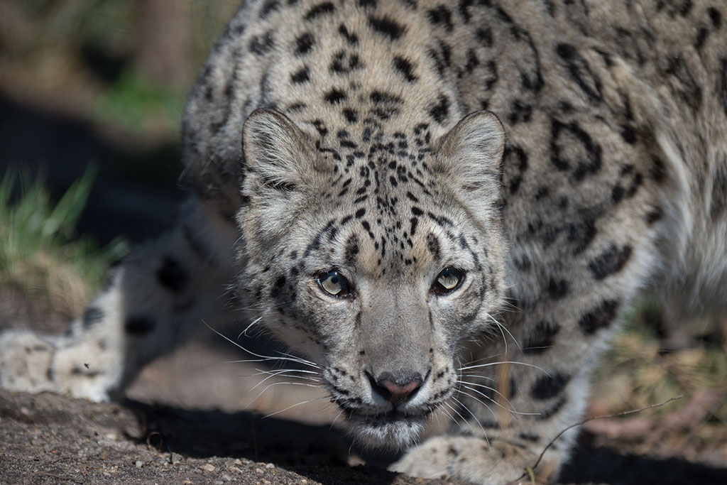 Central Park Zoo