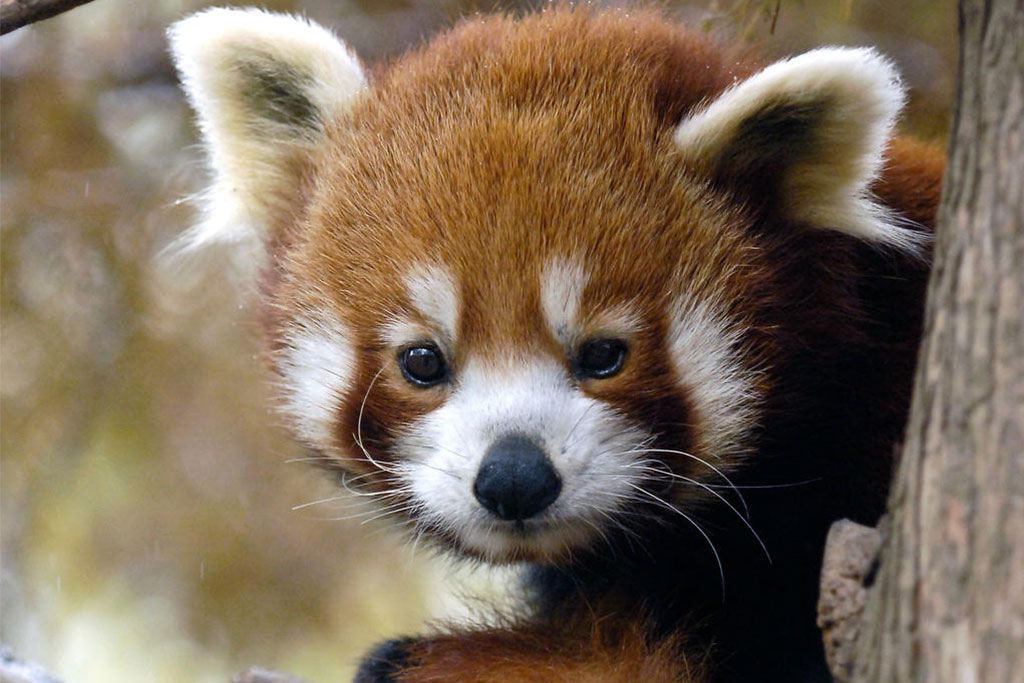 Central Park Zoo