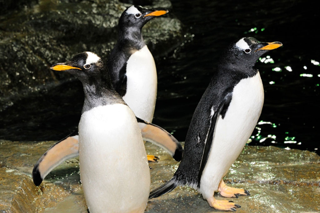 Central Park Zoo