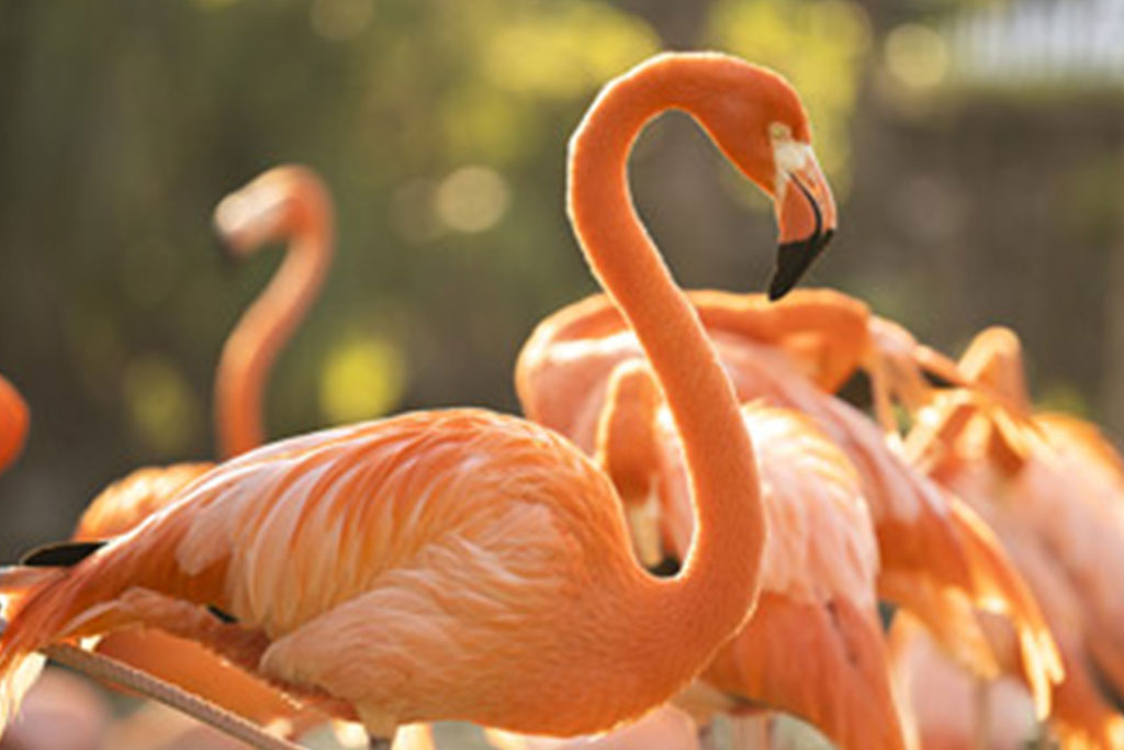 Flamingos