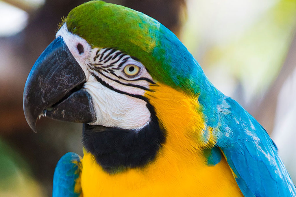 Macaws