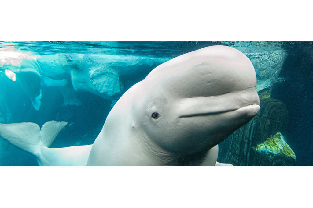 Beluga Whales