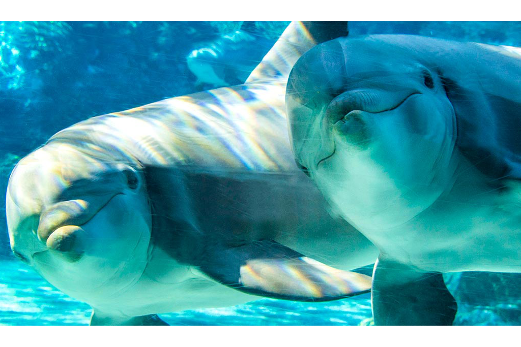 Dolphins