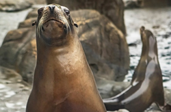 Aquarium of the Pacific - Seal