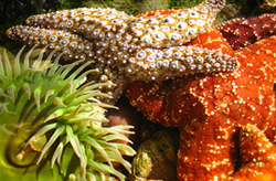 Aquarium of the Pacific