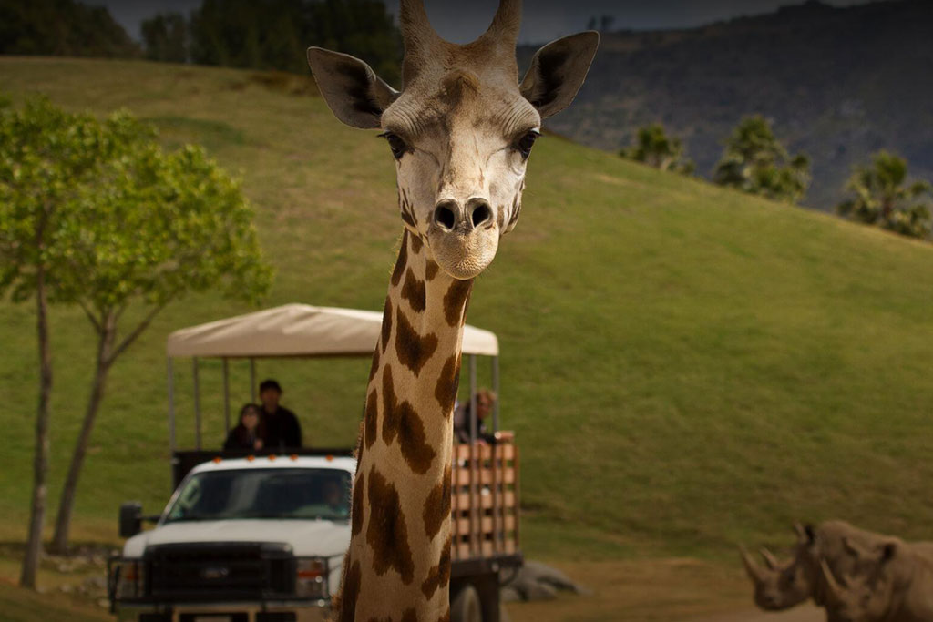 Hero Wildlife Safaris - San Diego Safari Park