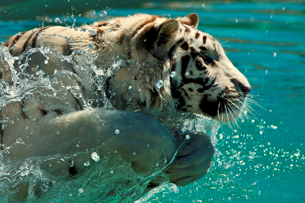 Tiger Splash - Out of Africa Wildlife Park