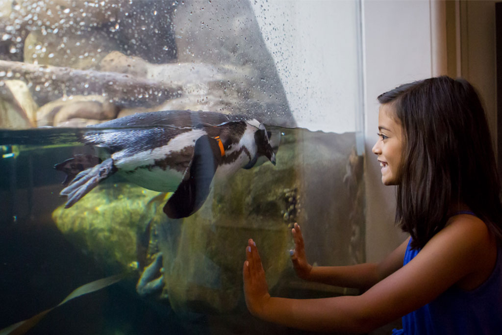 Steinhart Aquarium - California Academy of Sciences