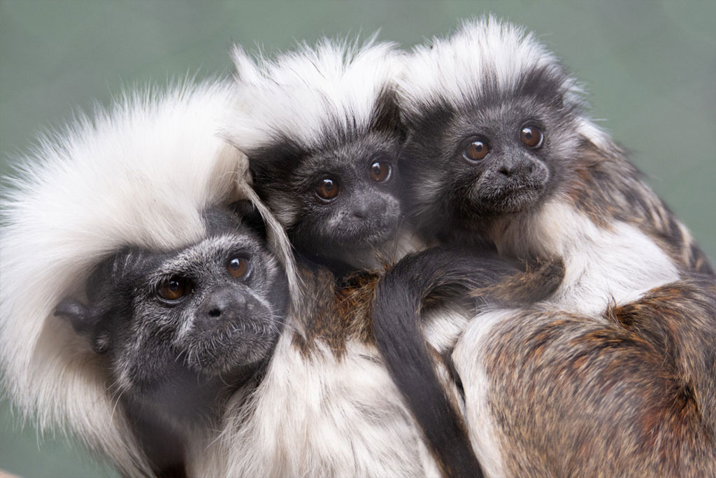 Three cotton-top tamarins huddled close together.