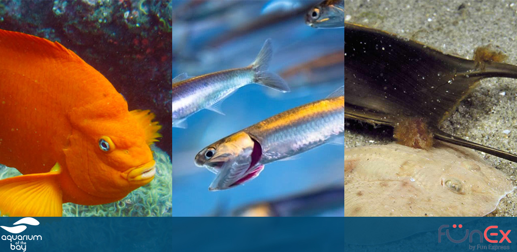 Aquarium of the Bay San Francisco funex discount ticket