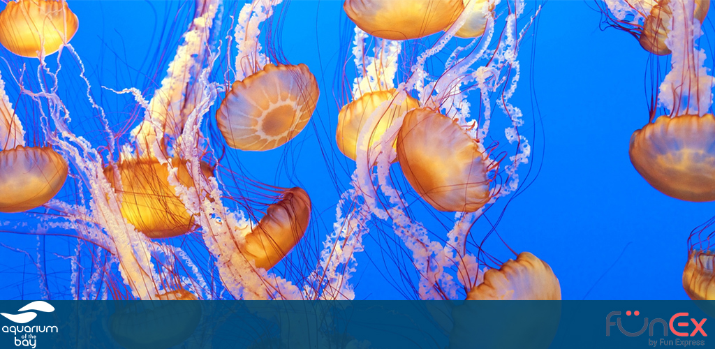 Aquarium of the Bay San Francisco funex discount ticket