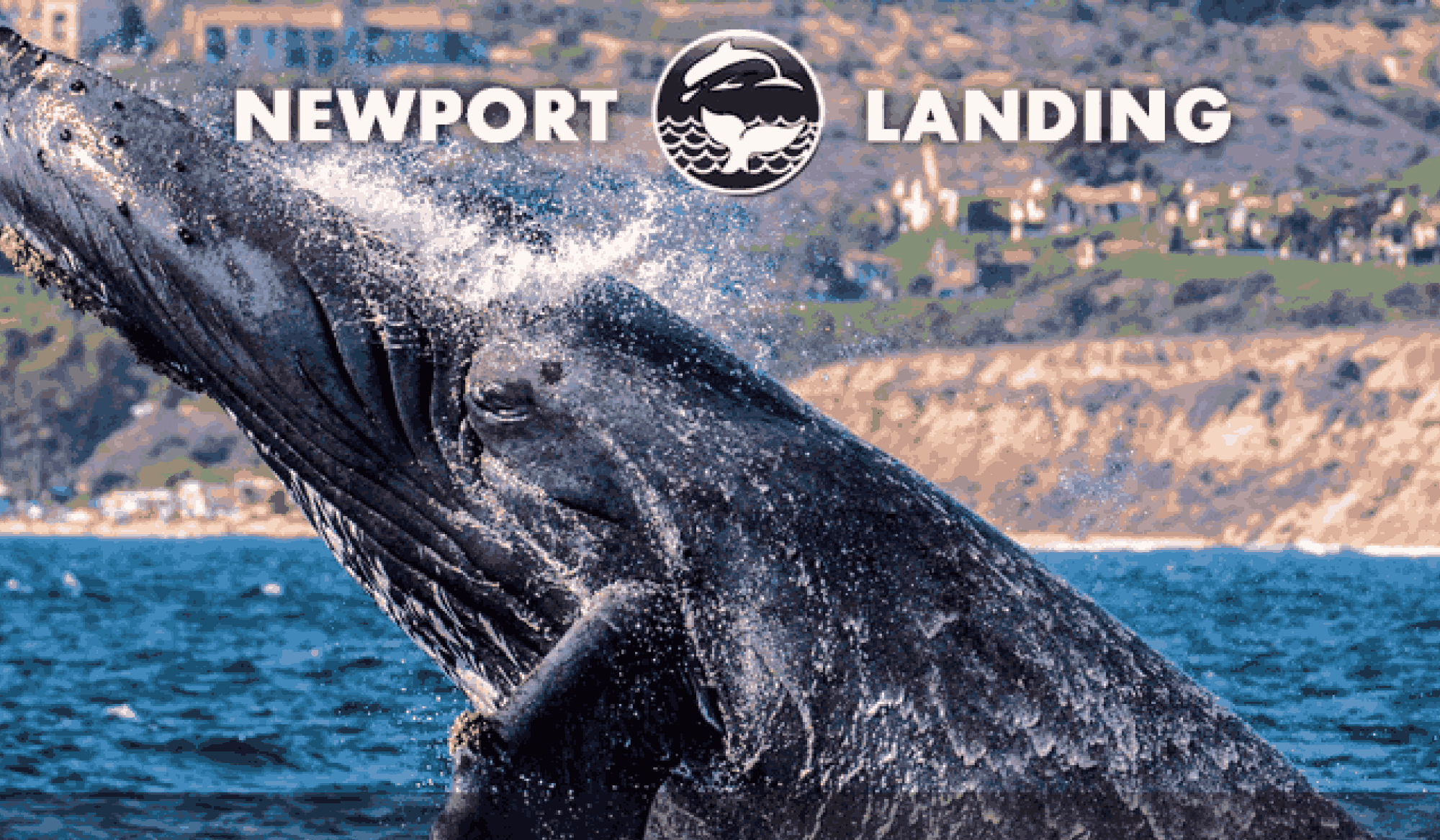 Newport Landing Whale Watching