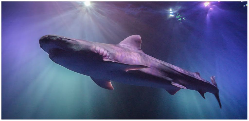 A large shark swimming underwater with light rays shining from above.
