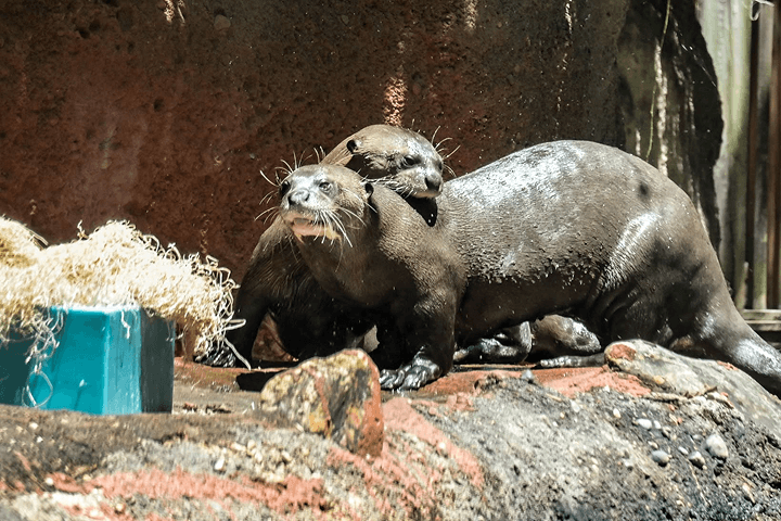 Zoo Miami -