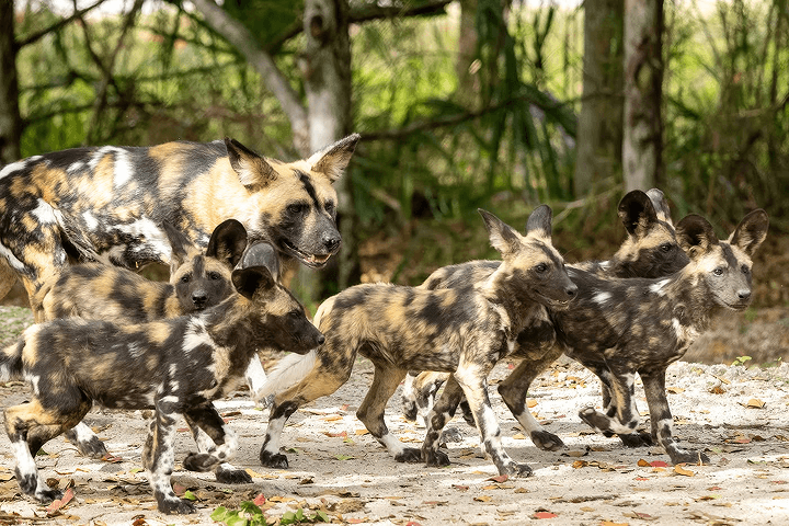 Zoo Miami -