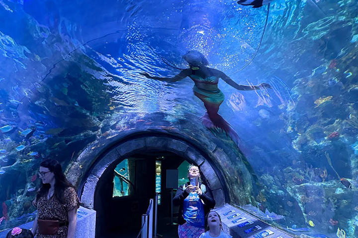 Newport Aquarium -