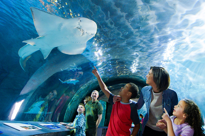 Newport Aquarium -