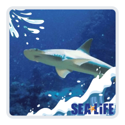 Sealife Orlando discount tickets