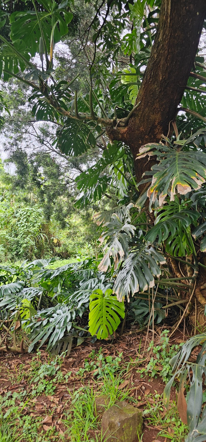 3 ACRES FOR JOINTVENTURE IN MWAMUTO KIAMBU COUNTY 