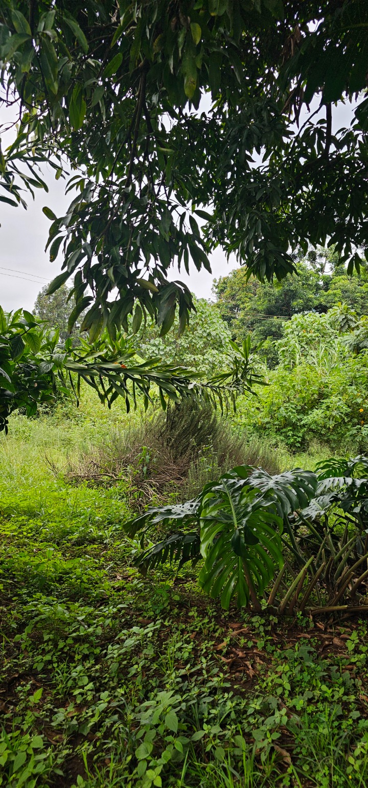 3 ACRES FOR JOINTVENTURE IN MWAMUTO KIAMBU COUNTY 