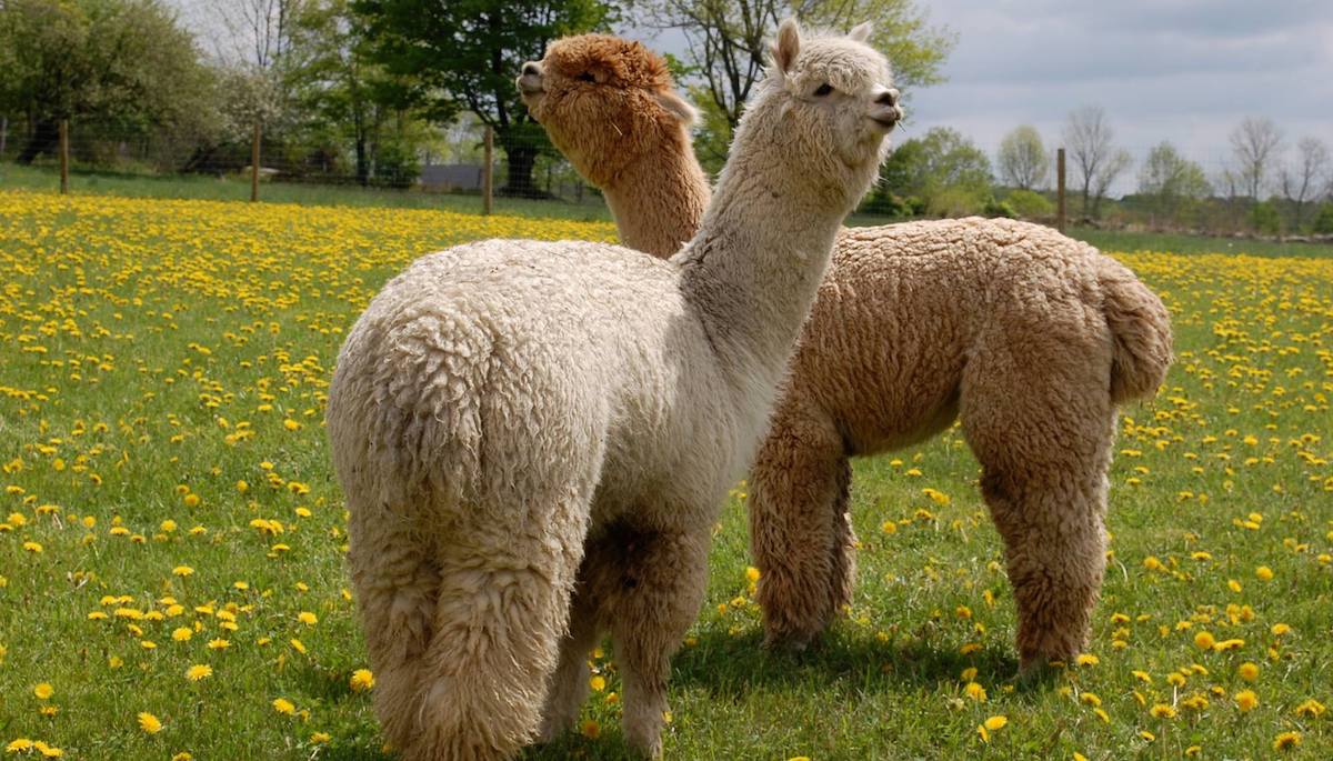 Play with alpacas in the Catskill Mountains