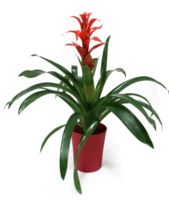 Guzmania