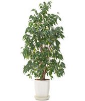 Potted ficus