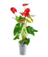 Anthurium red in an elegant container