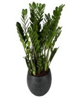 Potted Zamioculcas