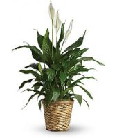 Elegant Spathiphyllum