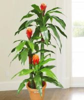 Artificial Ginger Red Torch flower