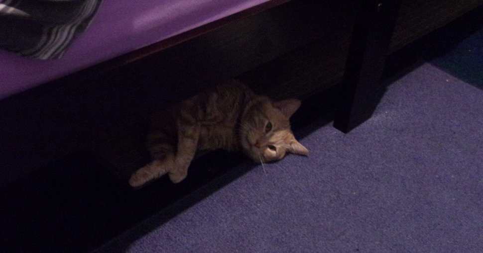 Will resting under my bed