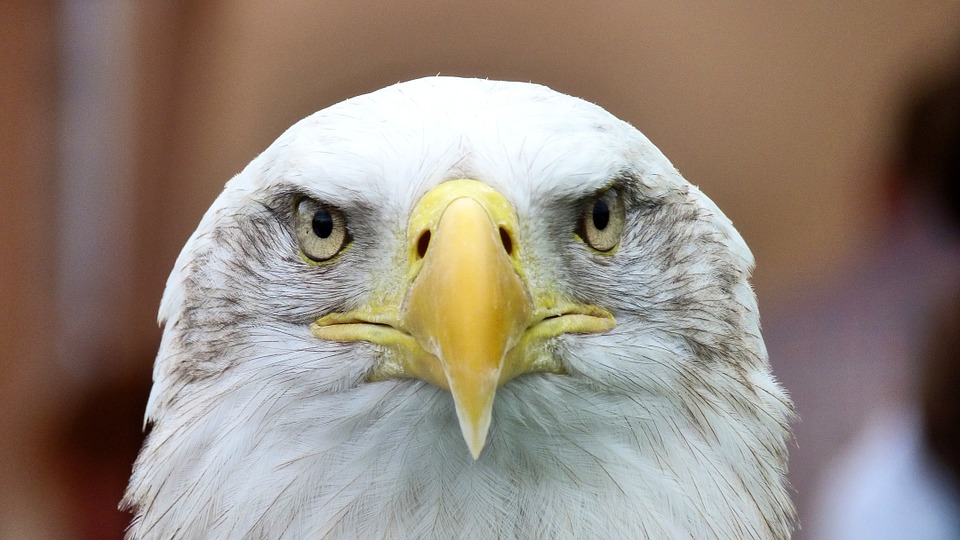 Main Blog Image for - Eagle Eyed