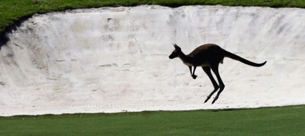Känguruh auf Golfplatz in Australien