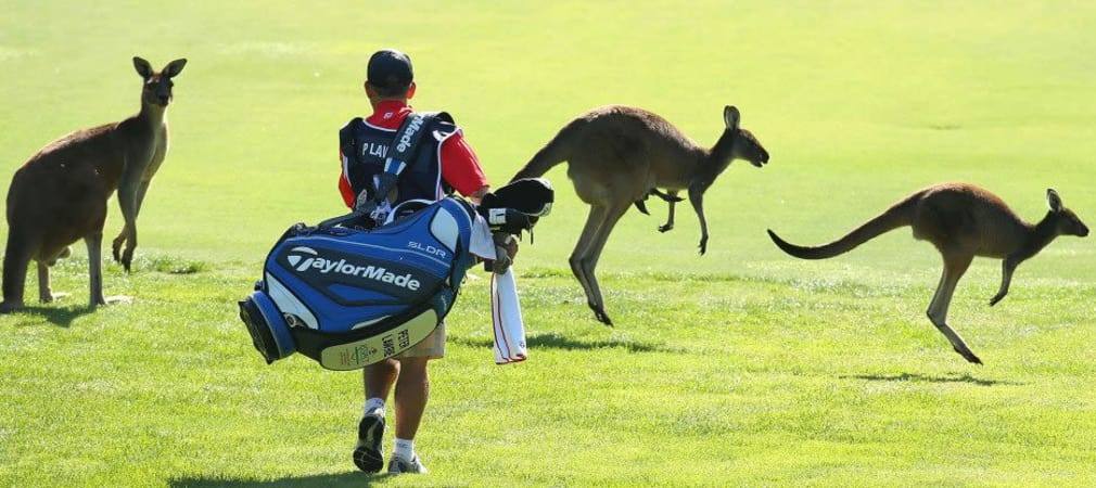 Für Caroline Masson, Ann-Kathrin Lindner und Sophia Popov kann es in Melbourne bei der ISPS Handa Women's Australian Open durchaus zu Begegnungen mit Kängurus auf dem Fairway kommen.