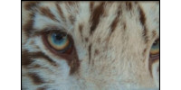 Tiger Stripes Exotic Animal Sanctuary