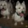 Westie