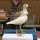 Birds of Vermont
