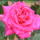 Ele