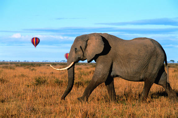Tours4Fun_International-Vacations_7-Day-Kenya-Safari-at-$500-OFF