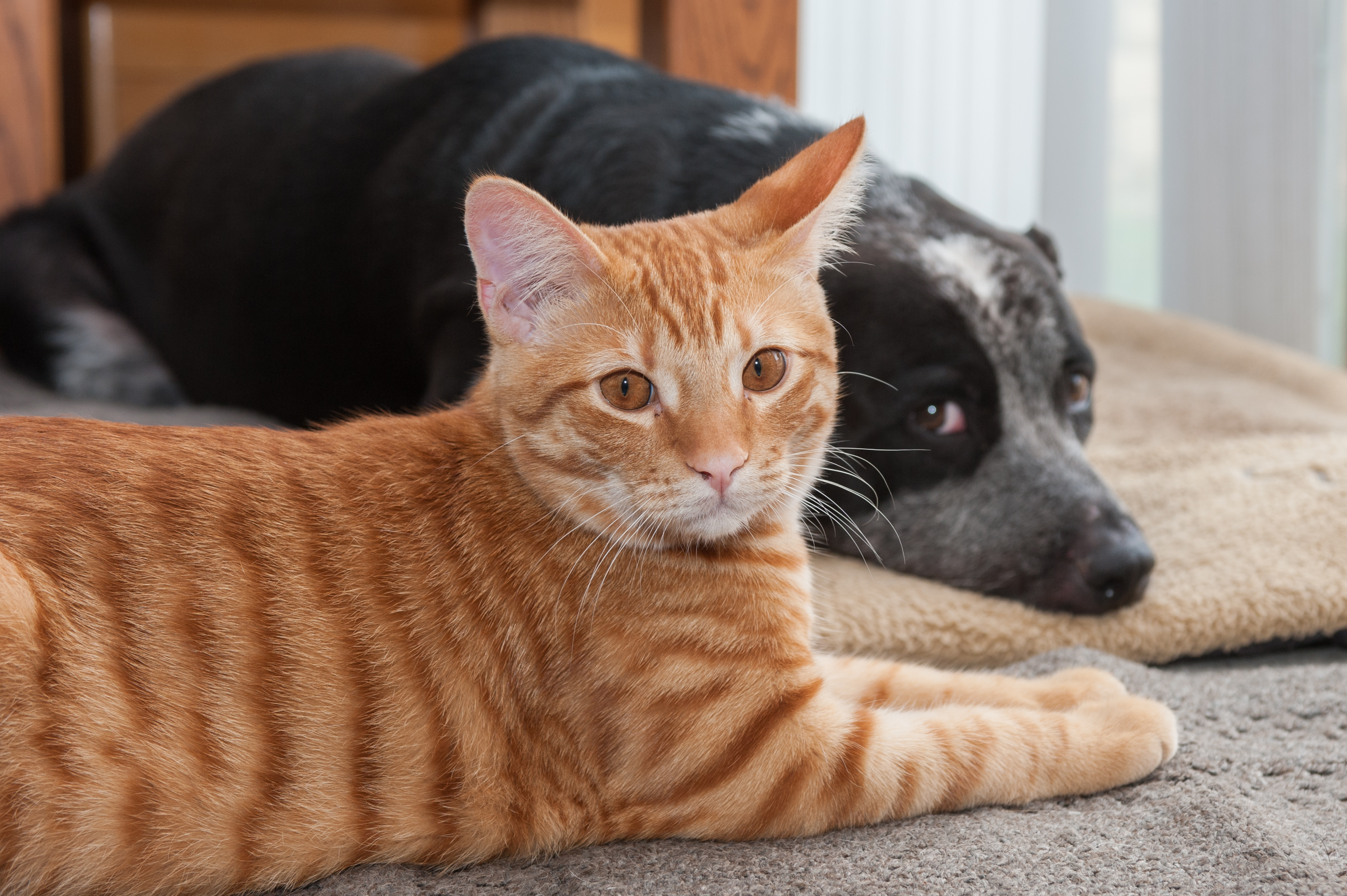 are dog proof traps cat proof