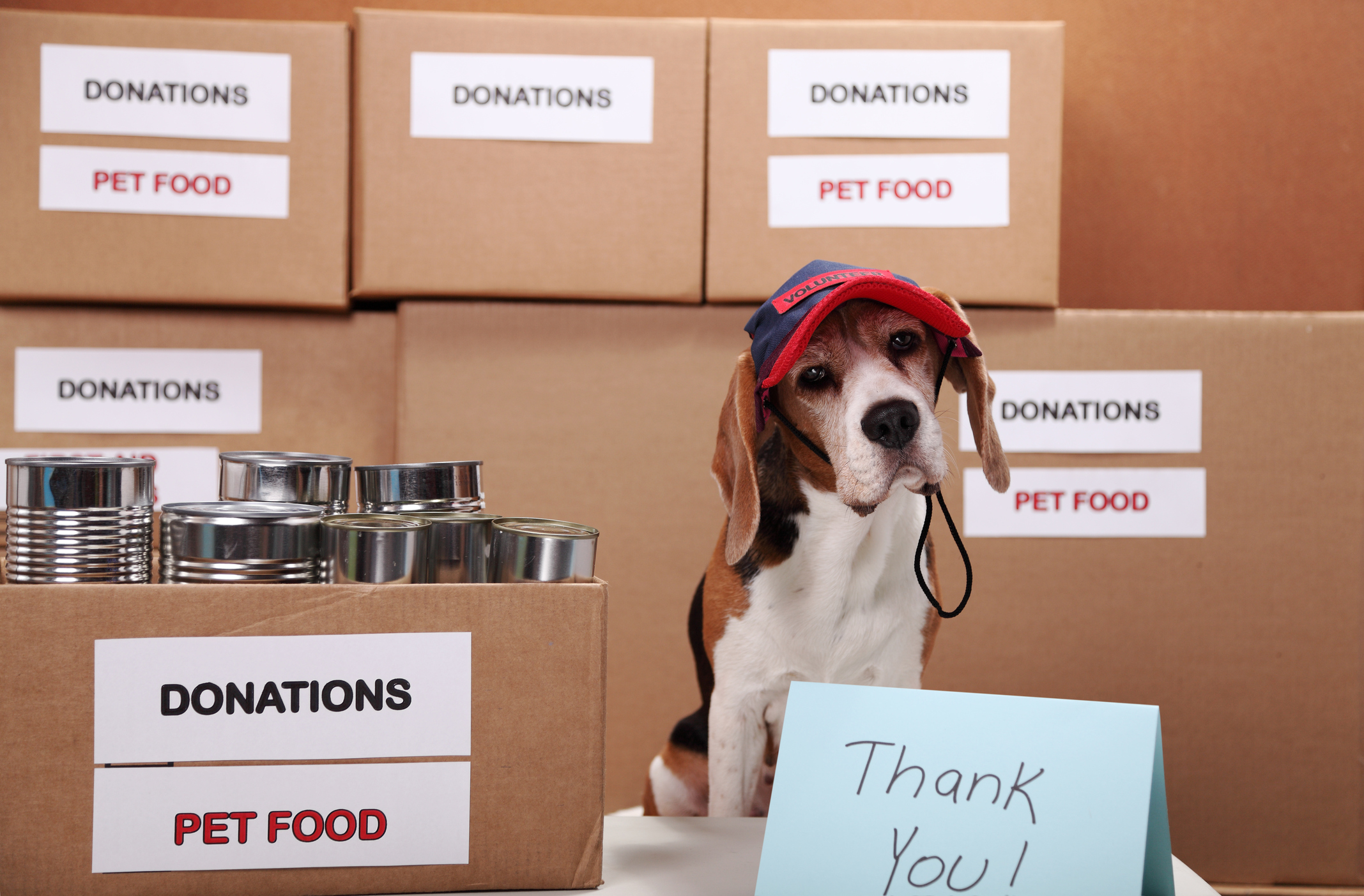 can-you-donate-dog-toys-to-shelters