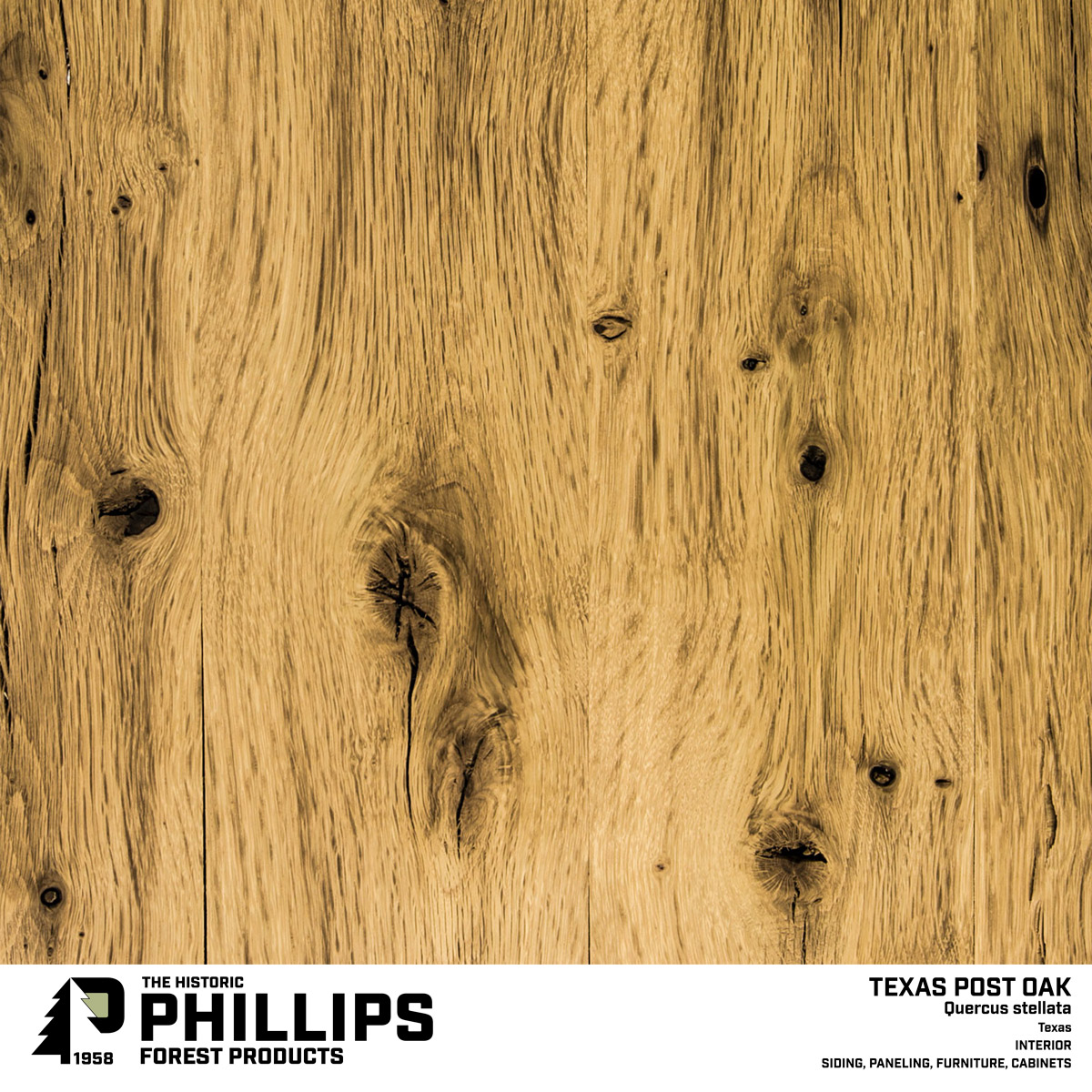 Texas Post Oak Hard As The Texas Two Step Texas Post Oak Hard As The Texas Two Step