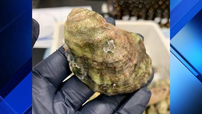 In study, Biscayne Bay oysters come out on top—for toxic ‘forever chemicals’ 1 In study, Biscayne Bay oysters come out on top—for toxic ‘forever chemicals’