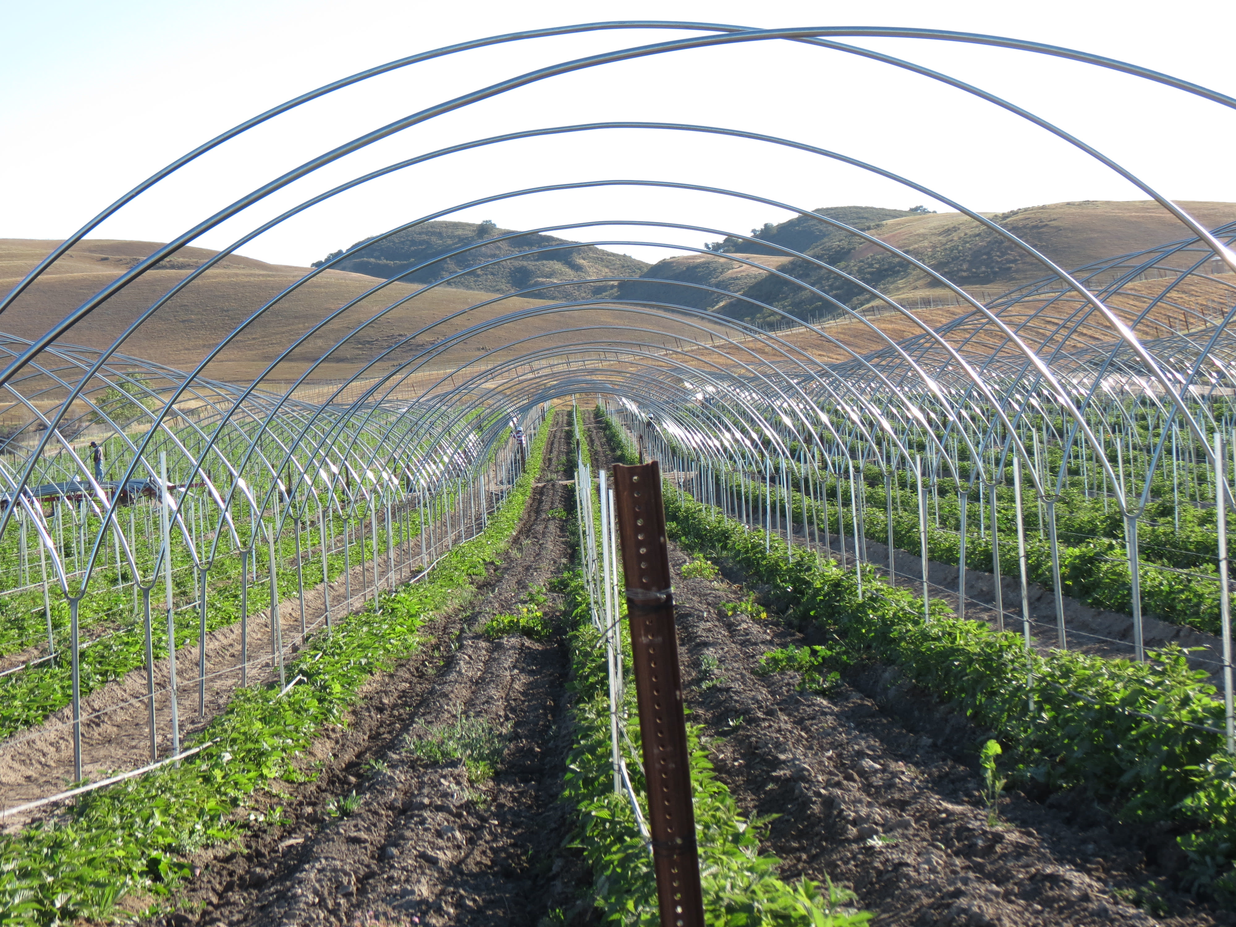 Galvenize Posts for Greenhouses