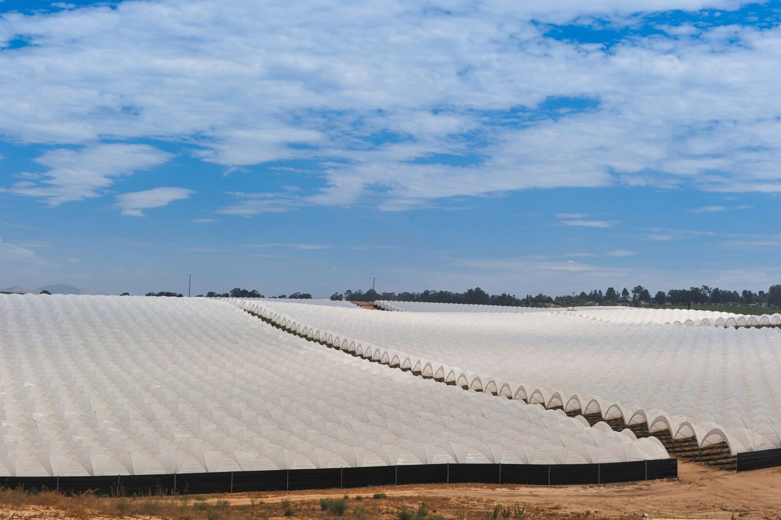 Greenhouse Plastic