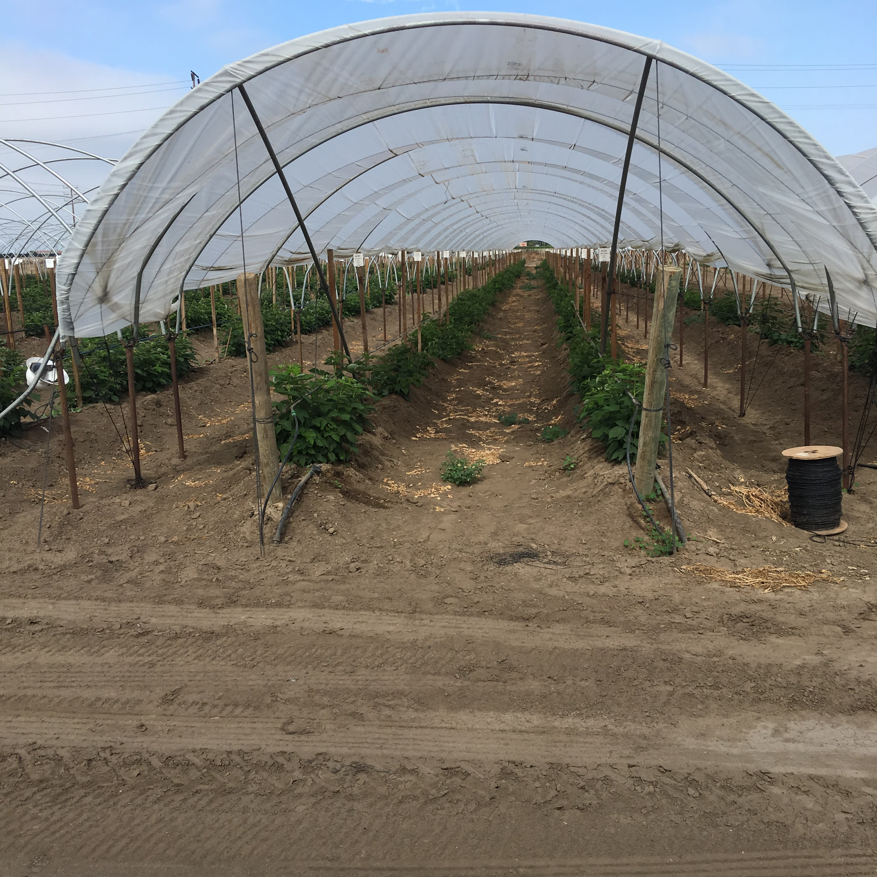 Greenhouse Plastic