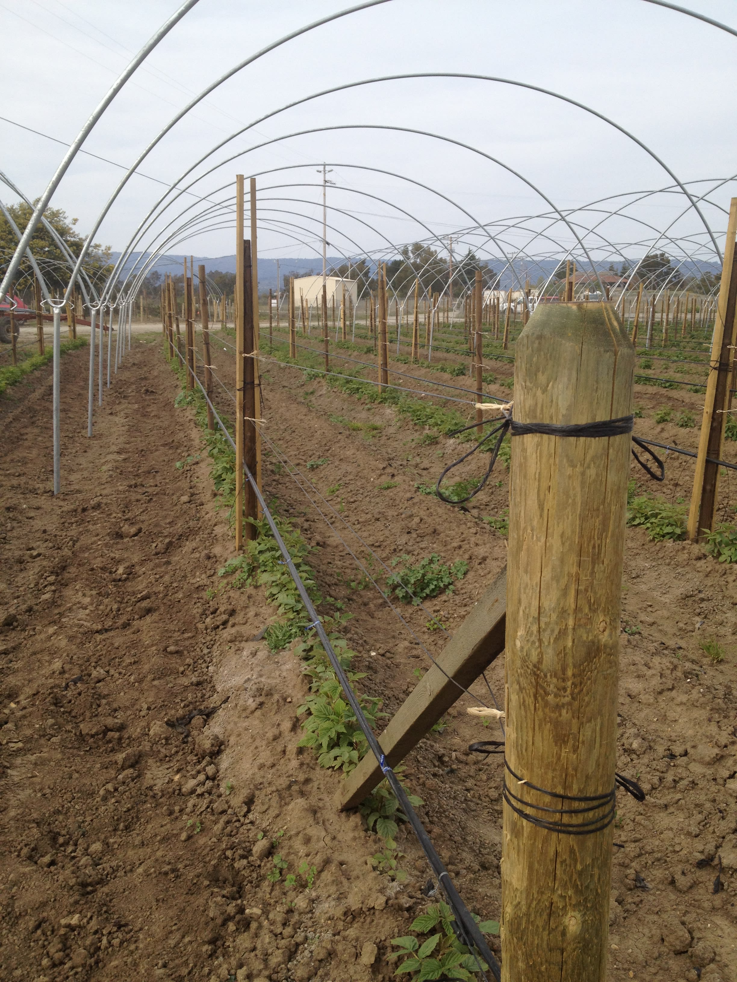 Trellis